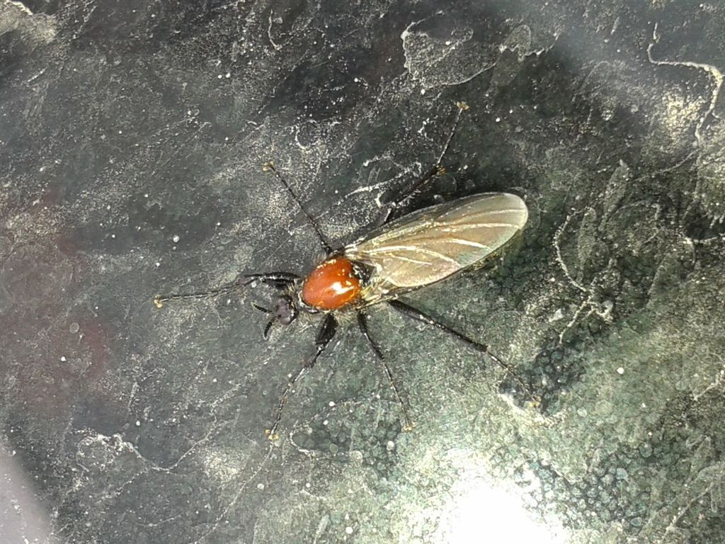 Bibio hortulanus?